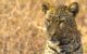 Although Panthera pardus burgtonnae was roughly similar in length to modern African leopards (Panthera pardus pardus), its skeleton suggests a much stockier build. Image credit: Thomas Fuhrmann / CC BY-SA 4.0.