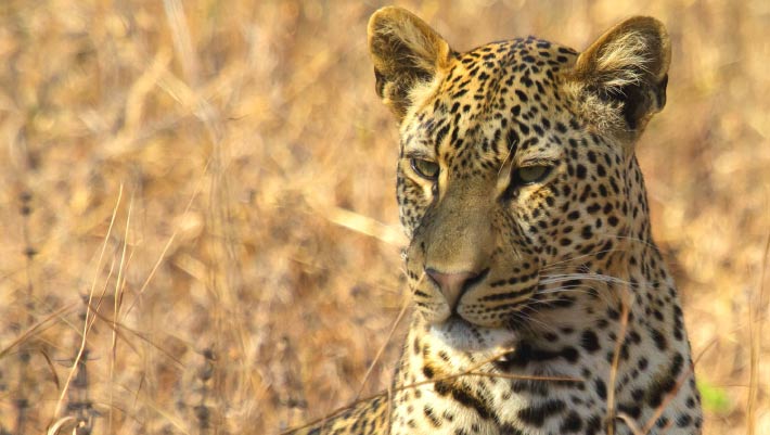 Fossils from German Quarry Reveal New Subspecies of European Leopard