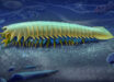 An artist’s impression of Urokodia aequalis, a marine predator that lived in the Cambrian seas around 518 million years ago. Image credit: Xiaodong Wang.
