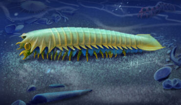 An artist’s impression of Urokodia aequalis, a marine predator that lived in the Cambrian seas around 518 million years ago. Image credit: Xiaodong Wang.