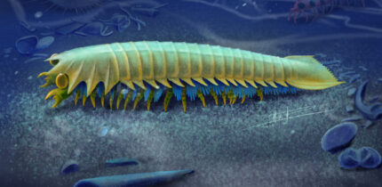 An artist’s impression of Urokodia aequalis, a marine predator that lived in the Cambrian seas around 518 million years ago. Image credit: Xiaodong Wang.
