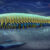 An artist’s impression of Urokodia aequalis, a marine predator that lived in the Cambrian seas around 518 million years ago. Image credit: Xiaodong Wang.
