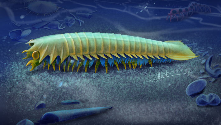 An artist’s impression of Urokodia aequalis, a marine predator that lived in the Cambrian seas around 518 million years ago. Image credit: Xiaodong Wang.