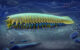 An artist’s impression of Urokodia aequalis, a marine predator that lived in the Cambrian seas around 518 million years ago. Image credit: Xiaodong Wang.
