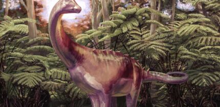 Life reconstruction of the Antarctic titanosaur. Image credit: Andrew McAfee, Carnegie Museum of Natural History.