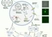 Cell cycle of synthetic cells with 90-kbp genome, undergoing selection replication. Image credit: Gaut et al., doi: 10.64898/2026.07.01.735724.