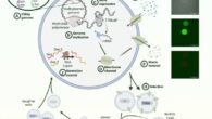 Cell cycle of synthetic cells with 90-kbp genome, undergoing selection replication. Image credit: Gaut et al., doi: 10.64898/2026.07.01.735724.