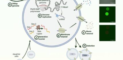Cell cycle of synthetic cells with 90-kbp genome, undergoing selection replication. Image credit: Gaut et al., doi: 10.64898/2026.07.01.735724.