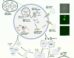 Cell cycle of synthetic cells with 90-kbp genome, undergoing selection replication. Image credit: Gaut et al., doi: 10.64898/2026.07.01.735724.