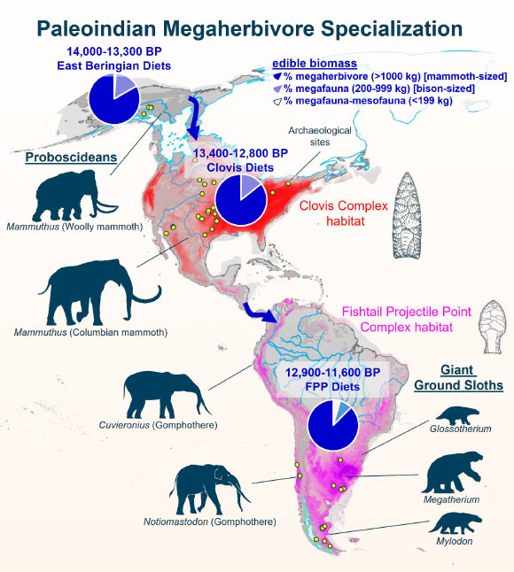 A map and dietary analysis showing how three Paleoindian cultures -- East Beringian, Clovis and Fishtail Projectile Point -- specialized in hunting megaherbivores across the western hemisphere between roughly 14,000 and 11,600 years ago. Image credit: Ben Potter.