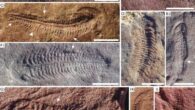 Fossils of Spriggina floundersi from South Australia; white arrows highlight lifted areas, white triangle indicates divergent bend angle of adjacent modules. Scale bars - 10 cm. Image credit: Evans et al., doi: 10.1038/s41598-026-53857-x.