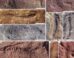 Fossils of Spriggina floundersi from South Australia; white arrows highlight lifted areas, white triangle indicates divergent bend angle of adjacent modules. Scale bars - 10 cm. Image credit: Evans et al., doi: 10.1038/s41598-026-53857-x.