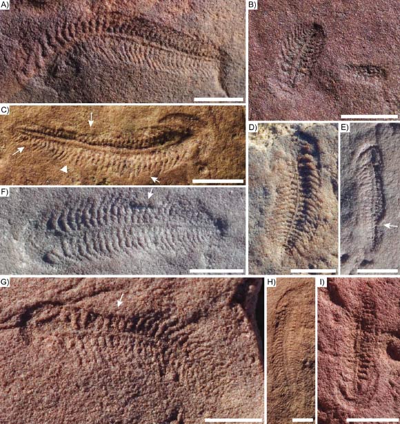 Fossils of Spriggina floundersi from South Australia; white arrows highlight lifted areas, white triangle indicates divergent bend angle of adjacent modules. Scale bars - 10 cm. Image credit: Evans et al., doi: 10.1038/s41598-026-53857-x.