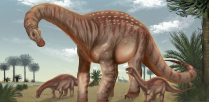 Mesetasaurus protector. Image credit: Merlina Ramírez.