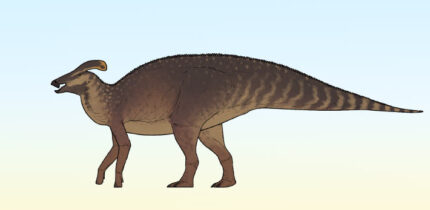 Life reconstruction of Plesiolophus warnerensis. Image credit: Connor Ashbridge / CC BY 4.0.