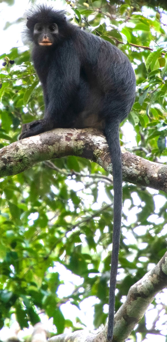 Colobus congoensis. Image credit: Daniel Rosengren, Frankfurt Zoological Society.