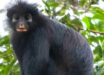 Colobus congoensis. Image credit: Daniel Rosengren, Frankfurt Zoological Society.