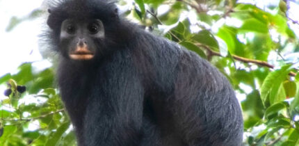 Colobus congoensis. Image credit: Daniel Rosengren, Frankfurt Zoological Society.