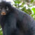 Colobus congoensis. Image credit: Daniel Rosengren, Frankfurt Zoological Society.