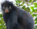 Colobus congoensis. Image credit: Daniel Rosengren, Frankfurt Zoological Society.