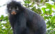 Colobus congoensis. Image credit: Daniel Rosengren, Frankfurt Zoological Society.