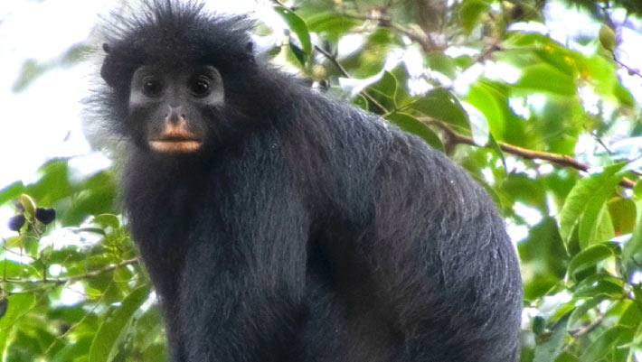 Scientists Discover New Monkey Species in Democratic Republic of Congo