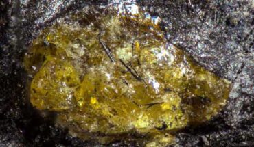 The Middle Devonian Hujiersite amber. Image credit: Lu et al., doi: 10.1126/sciadv.aeh1266.