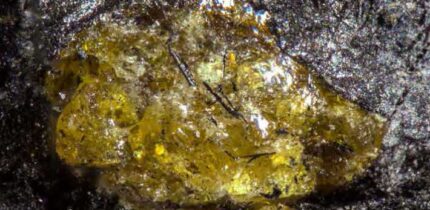 The Middle Devonian Hujiersite amber. Image credit: Lu et al., doi: 10.1126/sciadv.aeh1266.