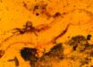 Carinasquama rusmithii. Image credit: Daza et al., doi: 10.3897/sjp.145.188227.