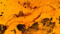 Carinasquama rusmithii. Image credit: Daza et al., doi: 10.3897/sjp.145.188227.