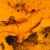 Carinasquama rusmithii. Image credit: Daza et al., doi: 10.3897/sjp.145.188227.