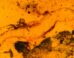Carinasquama rusmithii. Image credit: Daza et al., doi: 10.3897/sjp.145.188227.