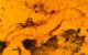 Carinasquama rusmithii. Image credit: Daza et al., doi: 10.3897/sjp.145.188227.