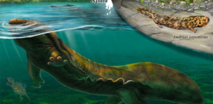 Life reconstruction of Limnospondylus ajimuensis. Image credit: Kanon Tanaka.
