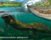 Life reconstruction of Limnospondylus ajimuensis. Image credit: Kanon Tanaka.