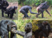 Examples of bonobo and chimpanzee reassurance behaviors. Image credit: Z. Clay / J.S. Brooker.