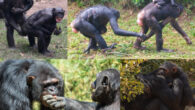 Examples of bonobo and chimpanzee reassurance behaviors. Image credit: Z. Clay / J.S. Brooker.