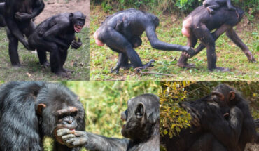 Examples of bonobo and chimpanzee reassurance behaviors. Image credit: Z. Clay / J.S. Brooker.