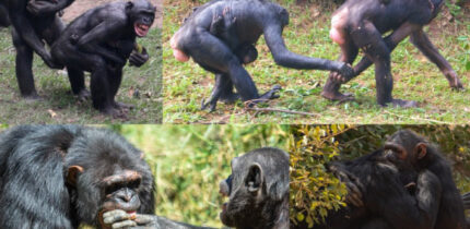 Examples of bonobo and chimpanzee reassurance behaviors. Image credit: Z. Clay / J.S. Brooker.