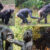 Examples of bonobo and chimpanzee reassurance behaviors. Image credit: Z. Clay / J.S. Brooker.