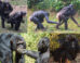 Examples of bonobo and chimpanzee reassurance behaviors. Image credit: Z. Clay / J.S. Brooker.