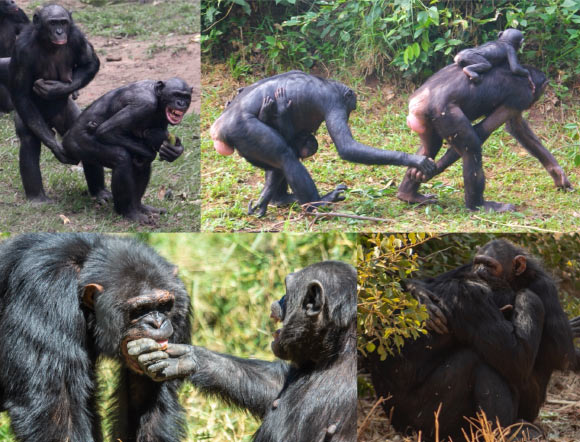 Examples of bonobo and chimpanzee reassurance behaviors. Image credit: Z. Clay / J.S. Brooker.