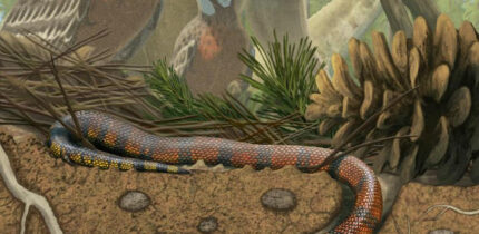 Life reconstruction of Tametara mirim. Image credit: Gabriel Ugueto.