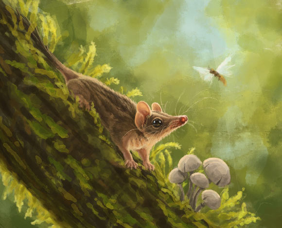 An artist’s reconstruction of Miyumba chrisdickmani in the Early Miocene rainforests of northern Australia. Image credit: Nellie Pease.