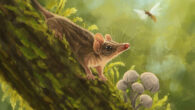 An artist’s reconstruction of Miyumba chrisdickmani in the Early Miocene rainforests of northern Australia. Image credit: Nellie Pease.