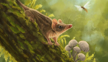 An artist’s reconstruction of Miyumba chrisdickmani in the Early Miocene rainforests of northern Australia. Image credit: Nellie Pease.