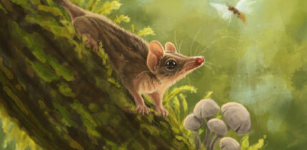 An artist’s reconstruction of Miyumba chrisdickmani in the Early Miocene rainforests of northern Australia. Image credit: Nellie Pease.