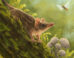 An artist’s reconstruction of Miyumba chrisdickmani in the Early Miocene rainforests of northern Australia. Image credit: Nellie Pease.