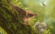 An artist’s reconstruction of Miyumba chrisdickmani in the Early Miocene rainforests of northern Australia. Image credit: Nellie Pease.