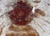 Apis aibai. Image credit: Y. Takahashi & J-ichi Takahashi, doi: 10.3897/zookeys.1255.162389.